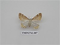 藏品(尺蛾330)的圖片